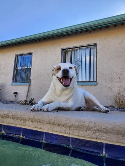 a dog lays happily on the deck of a swimming pool on a sunny afternoon