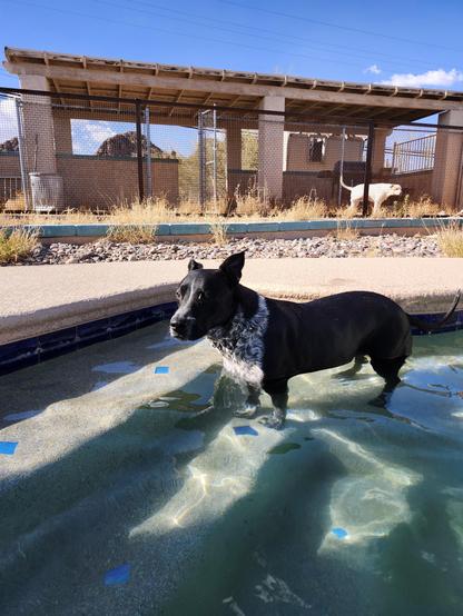 A dog looks at me with skepticism in her heart as she stands on the steps of her swimming pool after having a little swimmies