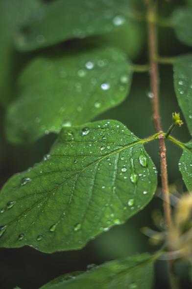 A close up of a fly honesuckly leaf with raindrops on it. The image is crisp and green