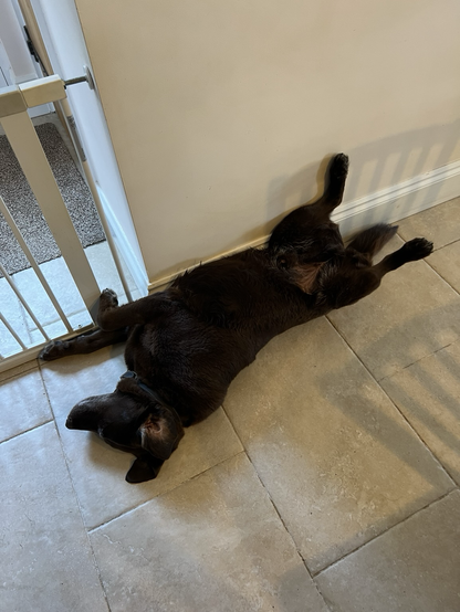 A chocolate Labrador lays on a beige coloured tiled floor. His back half is on his back with his feet straight up in the air, and his front half is lying on its side. It surely cannot be comfortable.