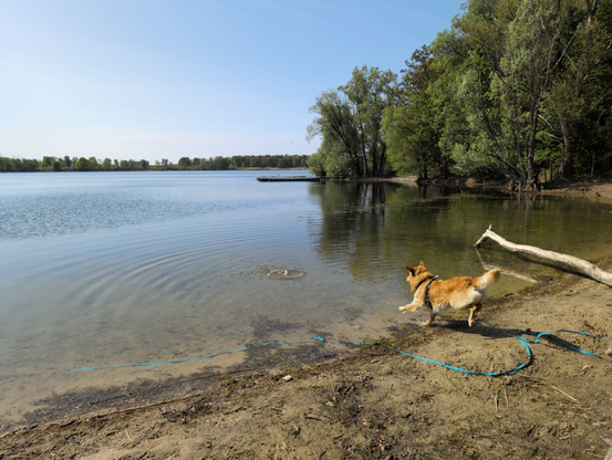A flat beach at a lake, a large trunk half on land and in the water. A golden retriever jumps after a ball that just splashed into the water a couple meters from the water line. Ears and fur go in all directions as the photo caught him mid-run just as his front paws touch the water. The weather is bright, the lake sits relatively flat under a blue sky with few clouds. Further away there's a jetty with herons on it, one of it in flight.
