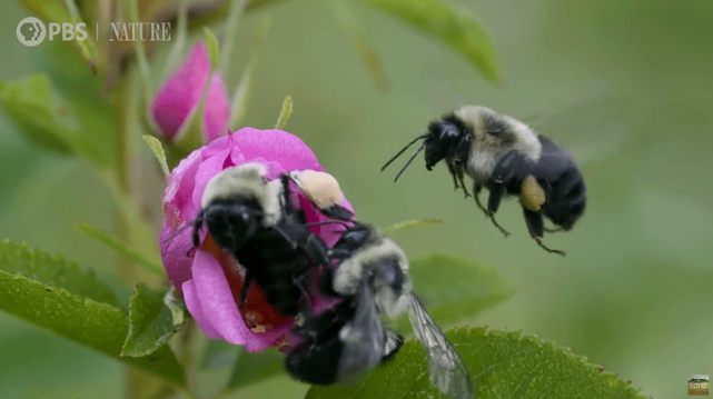 A fuzzy golden-brown native bee with visible antennae and wings feeds on a pale yellow flower with prominent white stamens against a blurred green background.