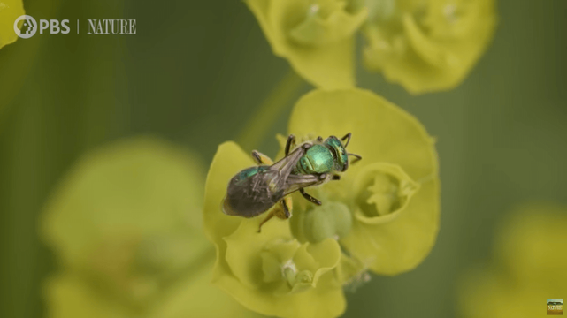 A fuzzy golden-brown native bee with visible antennae and wings feeds on a pale yellow flower with prominent white stamens against a blurred green background.