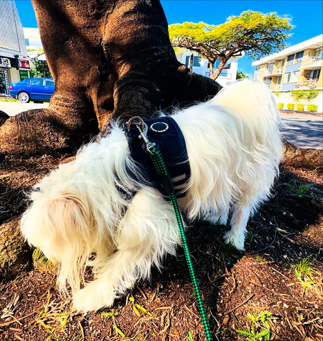 Rocket is sniffing the ground at the base of a tree. He is completely distracted by the sniffing sensation and it is a sunny day in winter. There is a bit of bite to the breeze today.