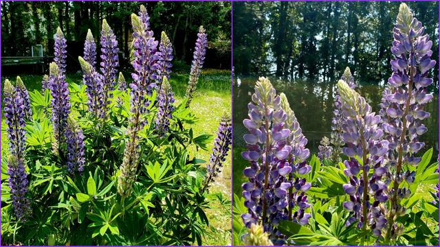 A collage of two images showcasing purple lupine flowers. The left image features several tall stalks of the flowers surrounded by lush green foliage, set against a backdrop of a grassy field speckled with small white daisies and a blurred treeline. The right image offers a closer view of the lupines with the tree foliage slightly out of focus