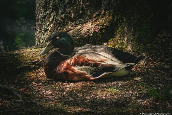 A mallard duck with a green head and a mix of white and brown feathers sleeping while the sunlight illuminates the duck. In the background there is a huge tree and a little bit of green water.