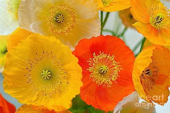 My colorful close up photograph of bright colorful poppies in yellow and orange / red showing detailed stamen and colorful detailed petals. Captured in a garden in Sydney, NSW, Australia.

By Kaye Menner Photography
https://kaye-menner.pixels.com/featured/colorful-poppies-by-kaye-menner-kaye-menner.html

THE FINE ART AMERICA LOGO WILL NOT APPEAR ON PURCHASED PRINTS OR PRODUCTS.

[Wikipedia]
Poppies are herbaceous annual, biennial or short-lived perennial plants. Some species are monocarpic, dying after flowering. Poppies can be over a metre tall with flowers up to 15 centimetres across. Flowers of species (not cultivars) have 4 or 6 petals, many stamens forming a conspicuous whorl in the center of the flower and an ovary of from 2 to many fused carpels.  The petals are crumpled in the bud and as blooming finishes, the petals often lie flat before falling away. In the temperate zones, poppies bloom from spring into early summer. Most species secrete latex when injured. Bees use poppies as a pollen source. The pollen of the oriental poppy, Papaver orientale, is dark blue, that of the field or corn poppy (Papaver rhoeas) is grey to dark green. The opium poppy, Papaver somniferum, grows wild in eastern and southern Asia, and South Eastern Europe. It is believed that it originated in the Mediterranean region.
A poppy is a flowering plant in the subfamily Papaveroideae of the family Papaveraceae. Poppies are herbaceous plants, often grown for their colourful flowers.