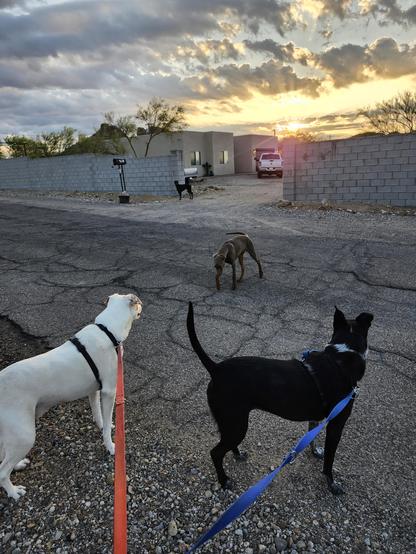 A very lanky puppy approaches two dogs on leashes on a desert road, in the background the puppy's mom is watching him, and behind it all is a pretty nifty sunrise.