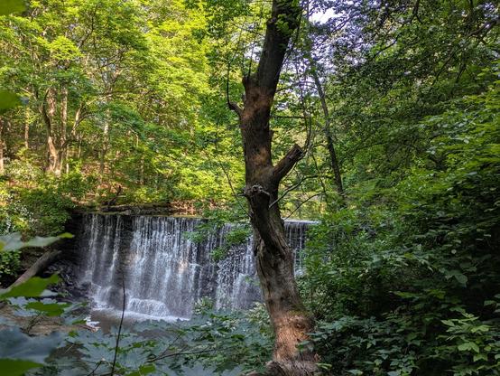 Photo of sunlight striking the young, green leaves of trees above a low waterfall in the woods. In the foreground, the near bank below the waterfall is still in the shade. The bright foliage is reflected in the smooth surface of the water above the spillover. There is a bit of sky showing between the trees, and it is hazy gray.