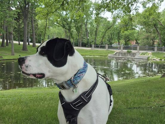 A photo of my dog at the park on a cloudy day. There's a small body of water behind him, with Canadian geese swimming in the water.