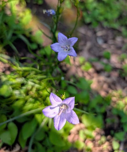 Two tiny lilac flowers with five petals each, facing towards the sun (the camera)