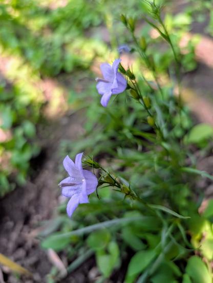 Same two flowers, viewed from the side. We can see their bell shape