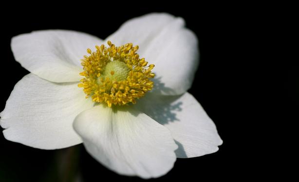 Macro photograph of an open flower in the sun, with five round and white petals (that are in fact sepals), bright yellow stamens around a greenish centre. The stamens are casting their shadow on the petals on the right side. The background is black.