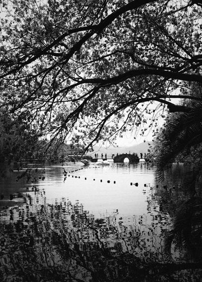 Caught this moment through the trees. Light, people, and the lake in sync.