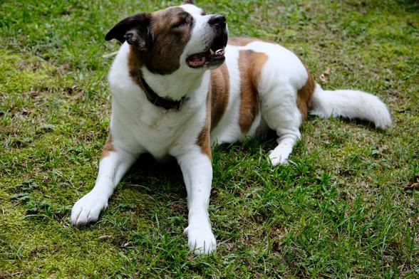 A white and brown dog lying on wet green grass in his yard, looking up as rain drops hit his head