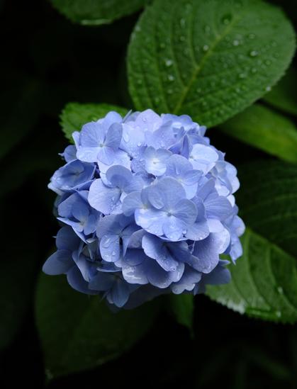 Blue hydrangea blossom and green leaves with raindrops