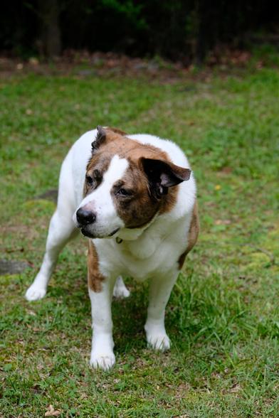 A white and brown dog standing on wet grass in his yard looking toward the left side of the screen