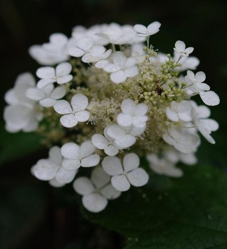 A close up of a white oakleaf hydrangea blossom with raindrops