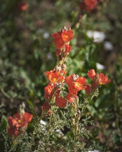 Close-up of vibrant orange wildflowers with delicate green leaves, set against a blurred natural background.