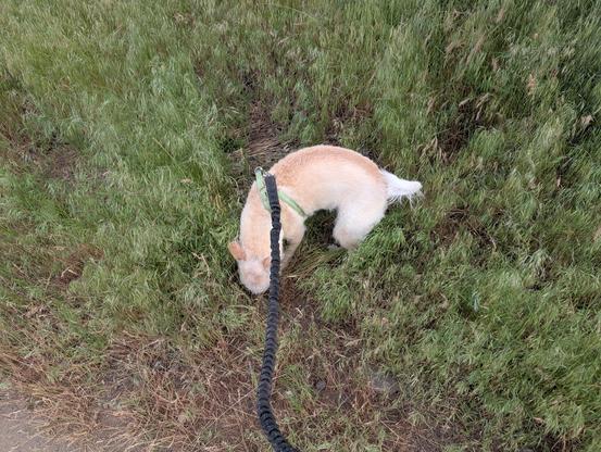 million sniff Momo over here. stopping once again to sniff the bushes and pretend like she's peeing in her defense. I think she thinks she's peeing so we'll still count it