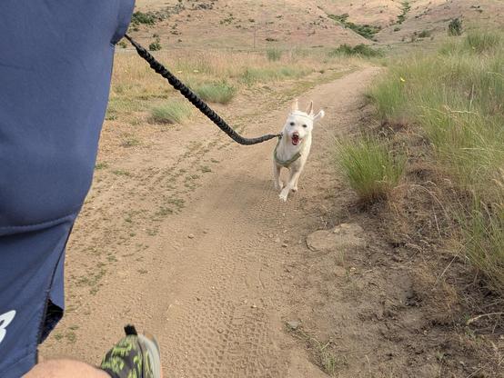picture of Momo my chihuahua poodle on a running leash behind me on trail. you can see the left side of my shorts and the leash leading off to Momo who's galloping behind me with her mouth open
