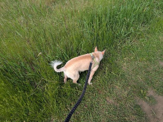 million sniff Momo strikes again, another one of our pit stops to smell the grass