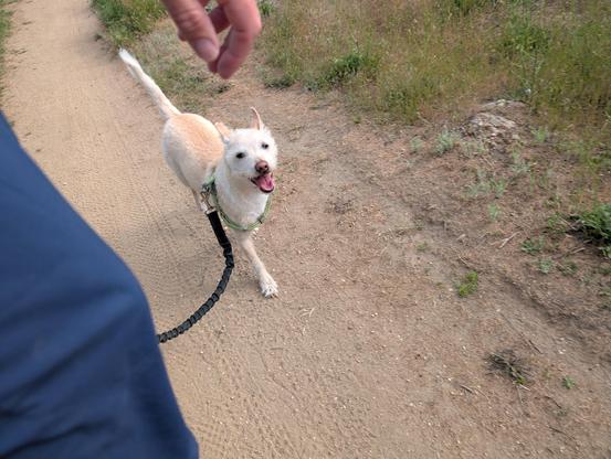 this is the closer shot of Momo running behind me on leash. in this view the camera is on my side and you can see my short and hand in view. Mama has their mouth open. we can pretend like she's smiling. the day is cool but there is a pressure of humidity in the air. she handled it like a champ.