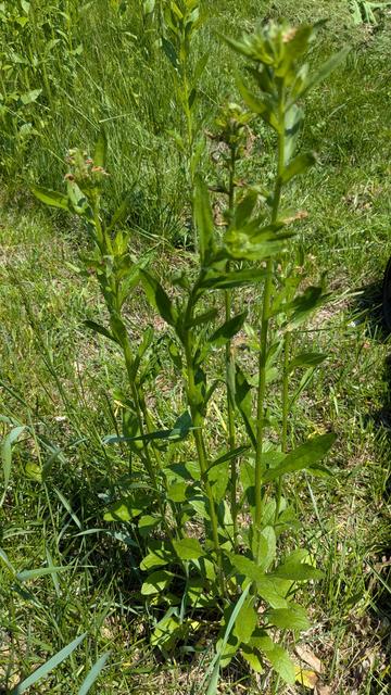 Nondescript image of a figwort with flowers barely open. There are at least 5 species of native bees collecting pollen. I tried, but failed to get a picture of at least one of them