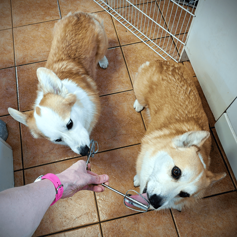 Both corgis licking the egg beaters.