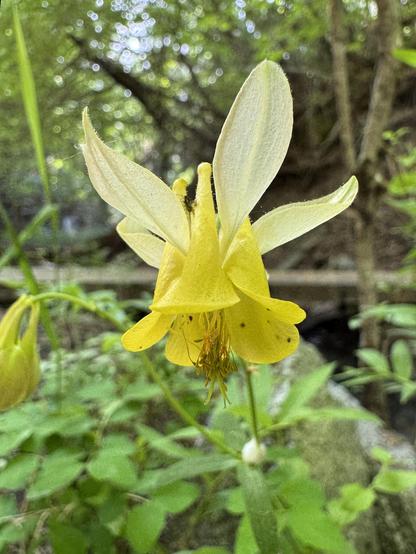 A pendulous yellow flower hangs from its thin green stalk in the shady understory. It has five buttery yellow petals pointed downward, enclosing a cluster of long yellow stamens. There are five paler yellow petals shooting skyward, emerging from in between the downward petals. A budding flower hangs lower to the left of the main inflorescence