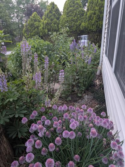 Native Flower garden.