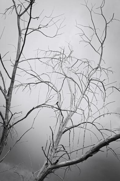 Monochrome photograph of a barren tree with intricate branches under a dramatic cloudy sky. The minimalist aesthetic highlights the tree's stark beauty amidst atmospheric surroundings. Emphasizes nature's persistence and stark elegance.