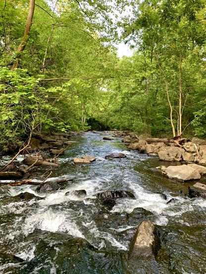 A view of a creek flowing through rocky terrain, with water rushing rapidly beneath the canopy of dense woods.