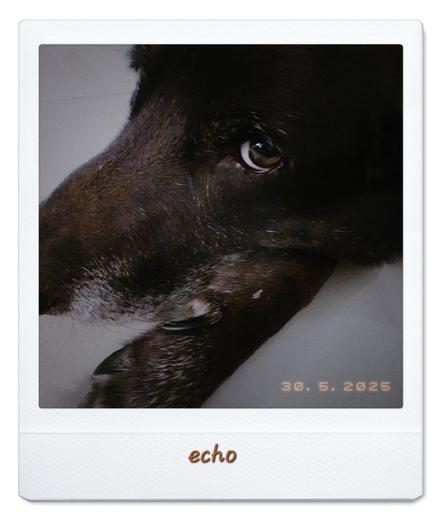 Echo the dog