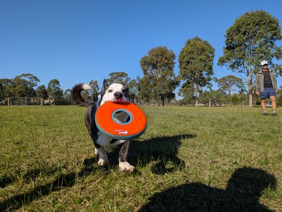 A black and white corgi holding a red flying disc in their mouth.