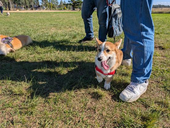 Corki the corgi puppy stands near some human legs. His tongue is hanging out. Probably Cairo is off in the distance.