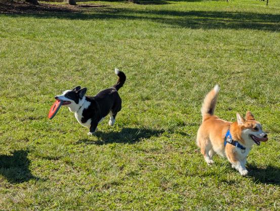 A faun coloured corgi and a black and white corgi with a flying disc are bouncing across the grass tails in the air