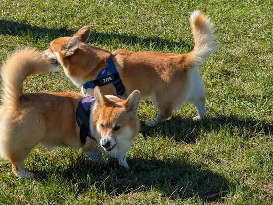 Cairo and another corgi in a grassy area. Cairo is pulling a scary face
