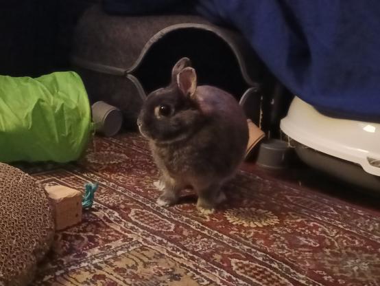 Lua stands on her paws with a big eye towards the camera and ears straight up listening