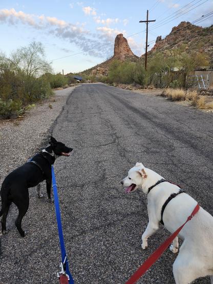 Two dogs enjoying their walk on a desert road