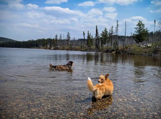 Moxxi the corgi is belly-deep in a very transparent lake. She's looking behind her at the camera. In front of her is a dark brown mutt who is about to go for a swim. In the background is a forest line and a cloudy sky.