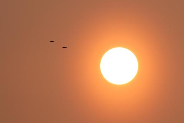 A photo of a setting sun. There are two birds flying next to it.