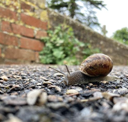 A snail. A snail with a mostly brown shell. Slithering across black stony tarmac with brick wall in the background. Carrying its home, out searching for the day.