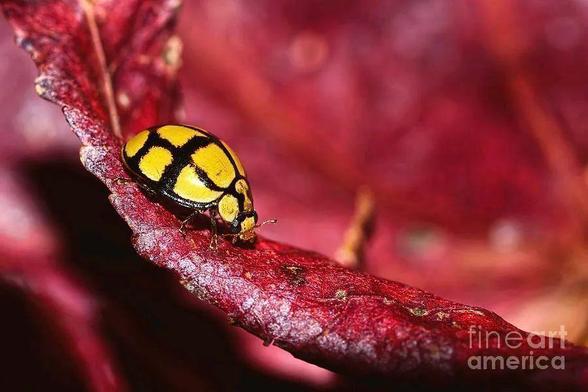 ++ This image was one of the photos chosen for the digital exhibit at Thessaloniki, Greece from the Best of 2016 Contest. Thessaloniki International Contemporary Art Fair. (From the Guru Shots site) > https://gurushots.com/challenge/best-of-2016/winners/exhibit-digital

A pretty little yellow black ladybird exploring some red autumn leaves captured on a maple tree in my garden in the north of Sydney, NSW, Australia.
By Kaye Menner
THE FINE ART AMERICA LOGO WILL NOT SHOW ON PURCHASED PRINTS OR PRODUCTS.

[From Wikipedia]
The Coccinellidae are a family of small beetles, ranging from 0.8 to 18 mm (0.0315 to 0.708 inches). They are commonly yellow, orange, or red with small black spots on their wing covers, with black legs, heads and antennae. Such color patterns vary greatly, however; for example, a minority of species, such as Vibidia duodecimguttata, a twelve-spotted species, have whitish spots on a brown background. Coccinellids are found worldwide, with over 6,000 species described.