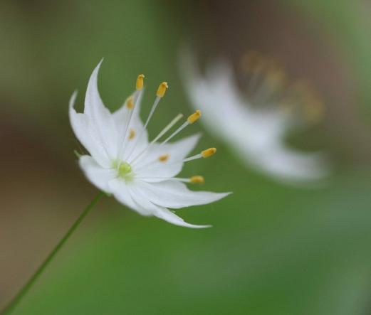Macro photograph of a 15 mm open flower, seen from the side with eight delicate and white pointy petals, eight yellow anthers at the end of long white stamens, and a greenish pistil in the centre. The flower looks like a star. Another similar flower is blurred behind and to the right, and the background is green.