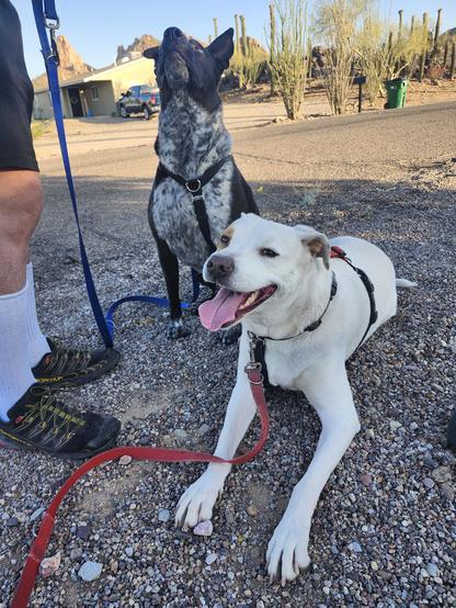 Two dogs enjoying their treato break during their morning walk