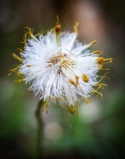 A close up shot of a dandelion turning to seed with a lot of the seeds blown away in the wind.