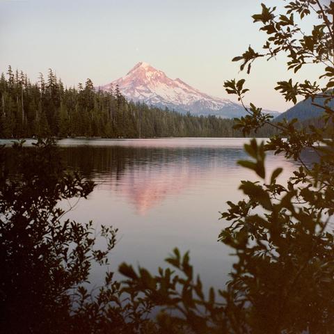 An image of Mount Hood taken on Portra400 film around sunset. The pink glows of the sun light the mountain. Some shrubs frame the scene on the left and right.