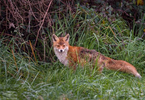 Ein rotbrauner Fuchs steht in hohem, grünem Gras und schaut direkt in die Kamera. Sein Fell ist im vorderen Bereich kräftig rot-orange mit weißem Kinn und Hals, während der Rücken und die Flanken dunkler, fast bräunlich-grau wirken. Der buschige Schwanz ist auffällig lang und hat eine helle Spitze. Die Ohren stehen aufrecht und aufmerksam.

Der Fuchs befindet sich am Rand eines Dickichts: Hinter ihm wachsen viele hohe Gräser und dichte Sträucher mit ineinander verschlungenen, kahlen Ästen und etwas Blattwerk. Die Umgebung wirkt feucht, vermutlich vom Tau, da die Gräser glänzen. Insgesamt ist die Stimmung ruhig und leicht herbstlich.
