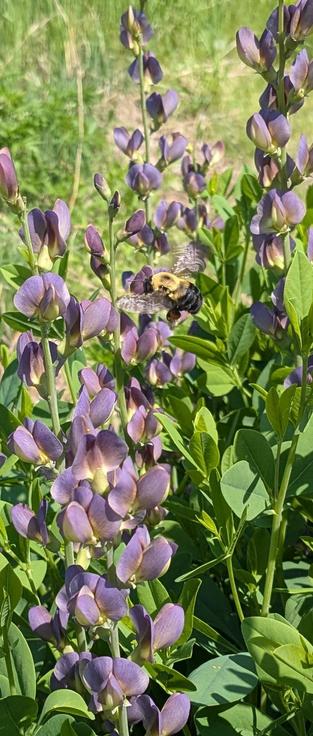 Closeup of False Anise blossoms - bright purple flowers with yellow centers. A bumblebee near the top center has orange pollen baskets. The bee is nearly the size of my thumb.